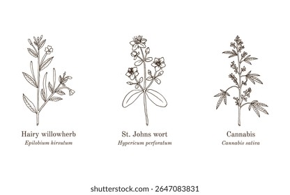 Colheita de plantas comestíveis e medicinais. Ilustração vetorial botânica desenhada à mão