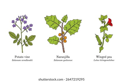 Colheita de plantas comestíveis e medicinais. Ilustração vetorial botânica desenhada à mão