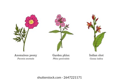 Colheita de plantas comestíveis e medicinais. Ilustração vetorial botânica desenhada à mão