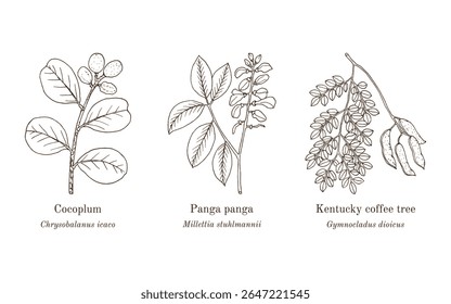 Colheita de plantas comestíveis e medicinais. Ilustração vetorial botânica desenhada à mão
