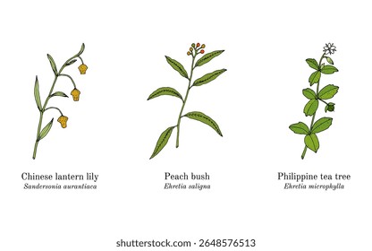 Colheita de plantas comestíveis e medicinais. Ilustração vetorial botânica desenhada à mão