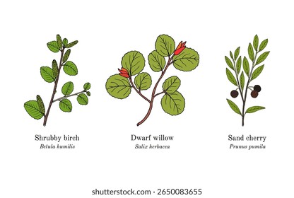Colheita de plantas comestíveis e medicinais. Ilustração vetorial botânica desenhada à mão