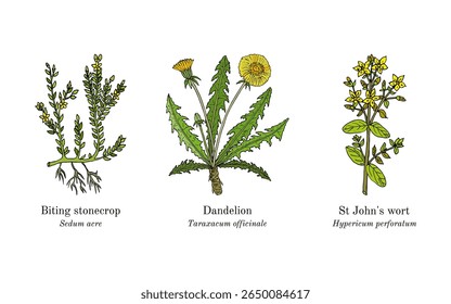 Colheita de plantas comestíveis e medicinais. Ilustração vetorial botânica desenhada à mão