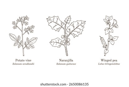 Colheita de plantas comestíveis e medicinais. Ilustração vetorial botânica desenhada à mão