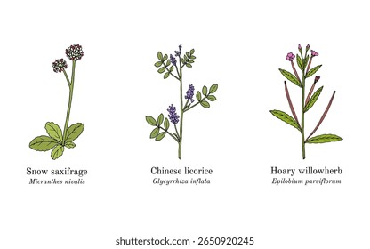 Colheita de plantas comestíveis e medicinais. Ilustração vetorial botânica desenhada à mão