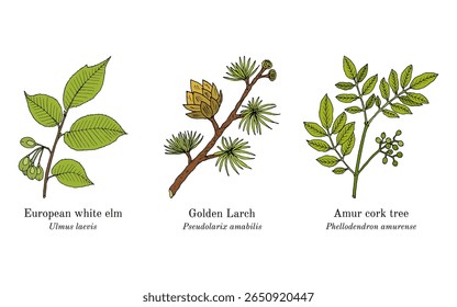 Colheita de plantas comestíveis e medicinais. Ilustração vetorial botânica desenhada à mão