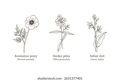 Colheita de plantas comestíveis e medicinais. Ilustração vetorial botânica desenhada à mão