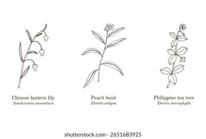Colheita de plantas comestíveis e medicinais. Ilustração vetorial botânica desenhada à mão