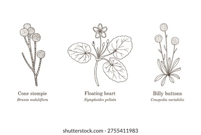 Collection of edible and medicinal plants. Hand drawn botanical vector illustration