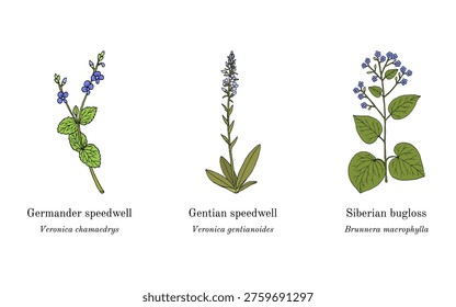 Collection of edible and medicinal plants. Hand drawn botanical vector illustration