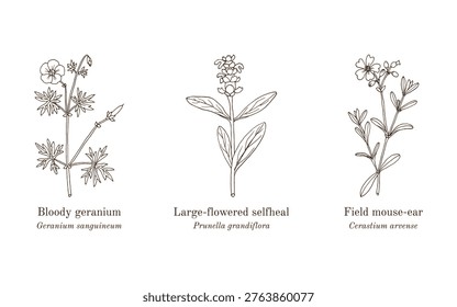 Collection of edible and medicinal plants. Hand drawn botanical vector illustration