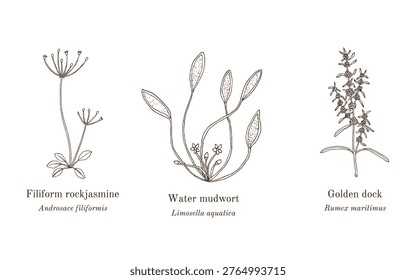 Collection of edible and medicinal plants. Hand drawn botanical vector illustration