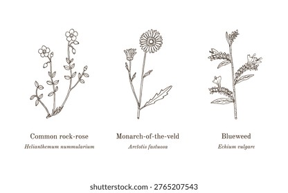 Collection of edible and medicinal plants. Hand drawn botanical vector illustration