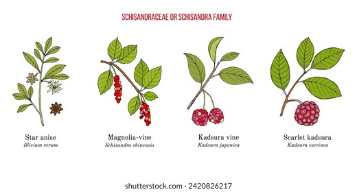 Collection of edible and medicinal plants of Schisandra family. Hand drawn botanical vector illustration