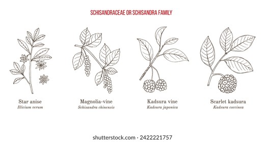 Collection of edible and medicinal plants of Schisandra family. Hand drawn botanical vector illustration