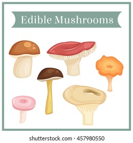 Collection of edible mushrooms. Isolated objects. Vector colored illustration in cartoon style.