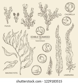 Collection of edible seaweed: laminaria seaweed, macrocystis, chlorella seaweed and fucus. Brown algae. Vector hand drawn illustration.