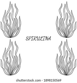 macrocystis drawing