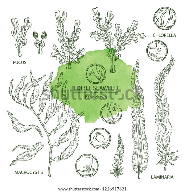 macrocystis drawing