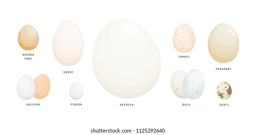 Collection of eggs of various farm birds covered with eggshell isolated on white background - ostrich, chicken, goose, pigeon, guineafowl, duck, turkey, pheasant, quail. Realistic vector illustration.