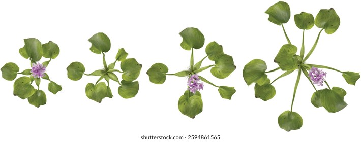 Collection of Eichhornia plants on transparent background from the top view