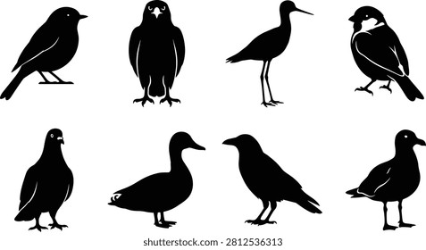 A collection of eight common bird silhouettes featuring a sparrow, duck, pigeon, crow, seagull, and wading bird in a clean flat vector style.