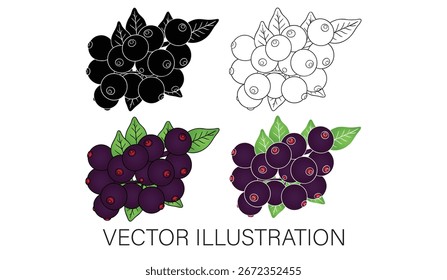 Una Colección de saúcos en una rama - Ilustraciones vectoriales aisladas