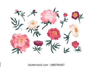 Collection of elegant blooming japanese peonies vector flat illustration. Set of romantic peony buds, stems and leaves isolated on white. Gorgeous flowers for botanical floristic decor