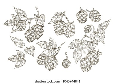 Colección de elegantes dibujos botánicos de piezas de lúpulo. Conjunto de flores de contorno y hojas de planta aisladas en fondo blanco. Ilustración vectorial en estilo de grabado vintage.