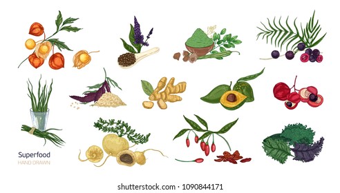 Colección de elegantes dibujos botánicos de superalimentos aislados sobre fondo blanco. Frutas, bayas, semillas, raíces, hojas y polvo. Alimentos naturales saludables y saludables. Ilustración del vector