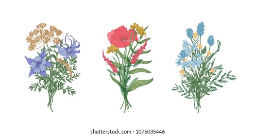 Collection of elegant bouquets or bunches of wild meadow blooming flowers and flowering herbs isolated on white background. Bundle of floral decorative design elements. Realistic vector illustration.