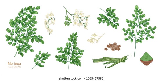 Collection of elegant detailed botanical drawings of Moringa oleifera leaves, flowers, seeds, fruits. Bundle of parts of tropical cultivated plant isolated on white background. Vector illustration