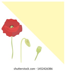 Collection of elegant detailed botanical drawings of wild blooming pink poppy flowers, seed heads, leaves and buds. 