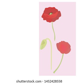 Collection of elegant detailed botanical drawings of wild blooming pink poppy flowers, seed heads and buds. 