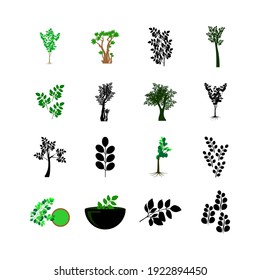 Collection of elegant detailed botanical drawings of Moringa tree oleifera leaves, herbal, seeds. Bundle of parts of tropical cultivated plant isolated on white background. Vector illustration.