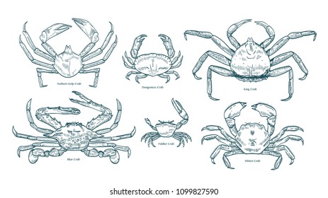 Collection of elegant drawings of various types of crabs. Bundle of beautiful marine animals or crustaceans hand drawn on white background. Monochrome vector illustration in vintage engraving style