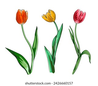 colección de tulipanes elegantes. conjunto de tulipanes amarillos, rosas y rojos en un tallo largo