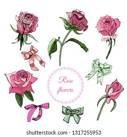 Collection of elements  of blossoming color  rose flowers, bows and frame. Hand drawn ink  sketch  on white background. Vector illustration.