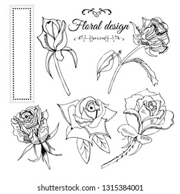Collection of elements  of blossoming monochrome rose flowers and frame. Hand drawn ink  sketch  on white background. Vector illustration