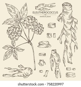 Collection of eleutherococcus: branch, berries and eleutherococcus root. Siberian ginseng. Cosmetic and medical plant. Vector hand drawn illustration. 