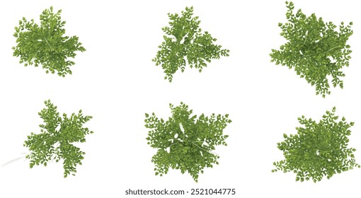 Collection of Elm plants with transparent background from top view