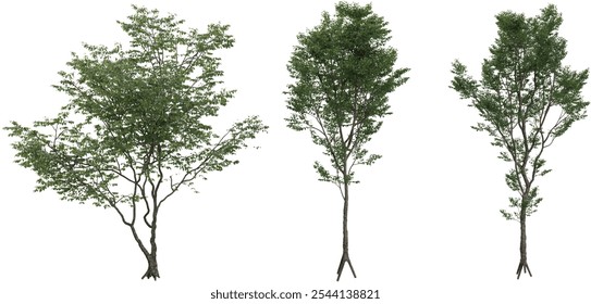 Collection of Elm Trees collection with realistic style