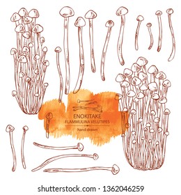 Collection of enokitake: flammulina velutipes mushroom. Mushroom. Vector hand drawn illustration