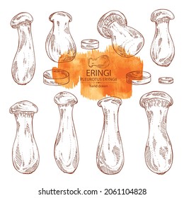 Collection of eringi: eringi mushrooms and piece of mushroom. Pleurotus eryngii. Vector hand drawn Mushroom illustrations