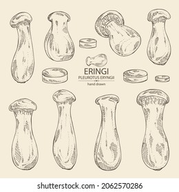 Collection of eringi: eringi mushrooms and piece of mushroom. Pleurotus eryngii. Vector hand drawn Mushroom illustrations