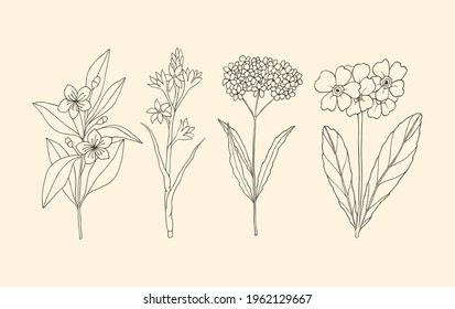 Collection of essential oil plants. Myrtle, tuberose,verbena, primrose