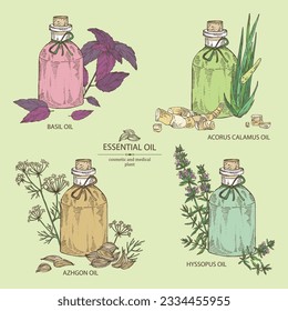 Colección de aceites esenciales: aceite esencial de albahaca, belloso calamus, aceite de hisopus, semillas de azhgon aceite esencial. Cosmética, perfumería y planta médica. Dibujo manual del vector