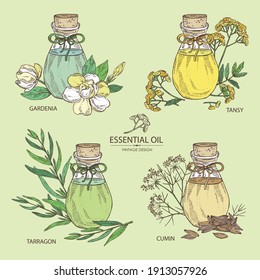 Collection of essential oils: gardenia flower essential oil, tansy flower, tarragon oil, cumin essential oil. Cosmetic, perfumery and medical plant. Vector hand drawn illustration.