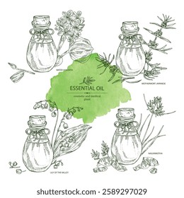 Collection of essential oils: lily of the valley essential oil, nagarmotha  oil, motherwort japanese, water hyacinth essential oil. Cosmetic, perfumery and medical plant. Vector hand drawn