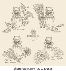 Collection of essential oils: lotus flowers essential oil, angelica sinensis root, lemongrass plant oil, houttuynia flowers essential oil. Cosmetic, perfumery and medical plant. Vector hand drawn